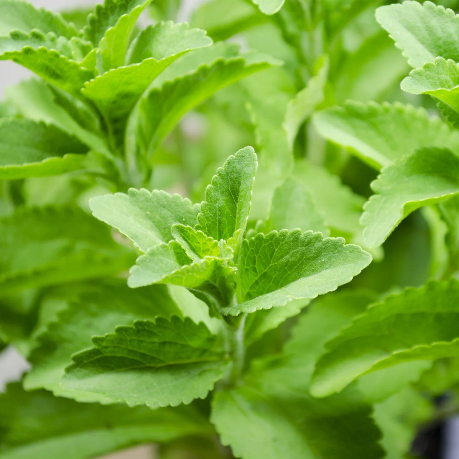 Stevia leaves