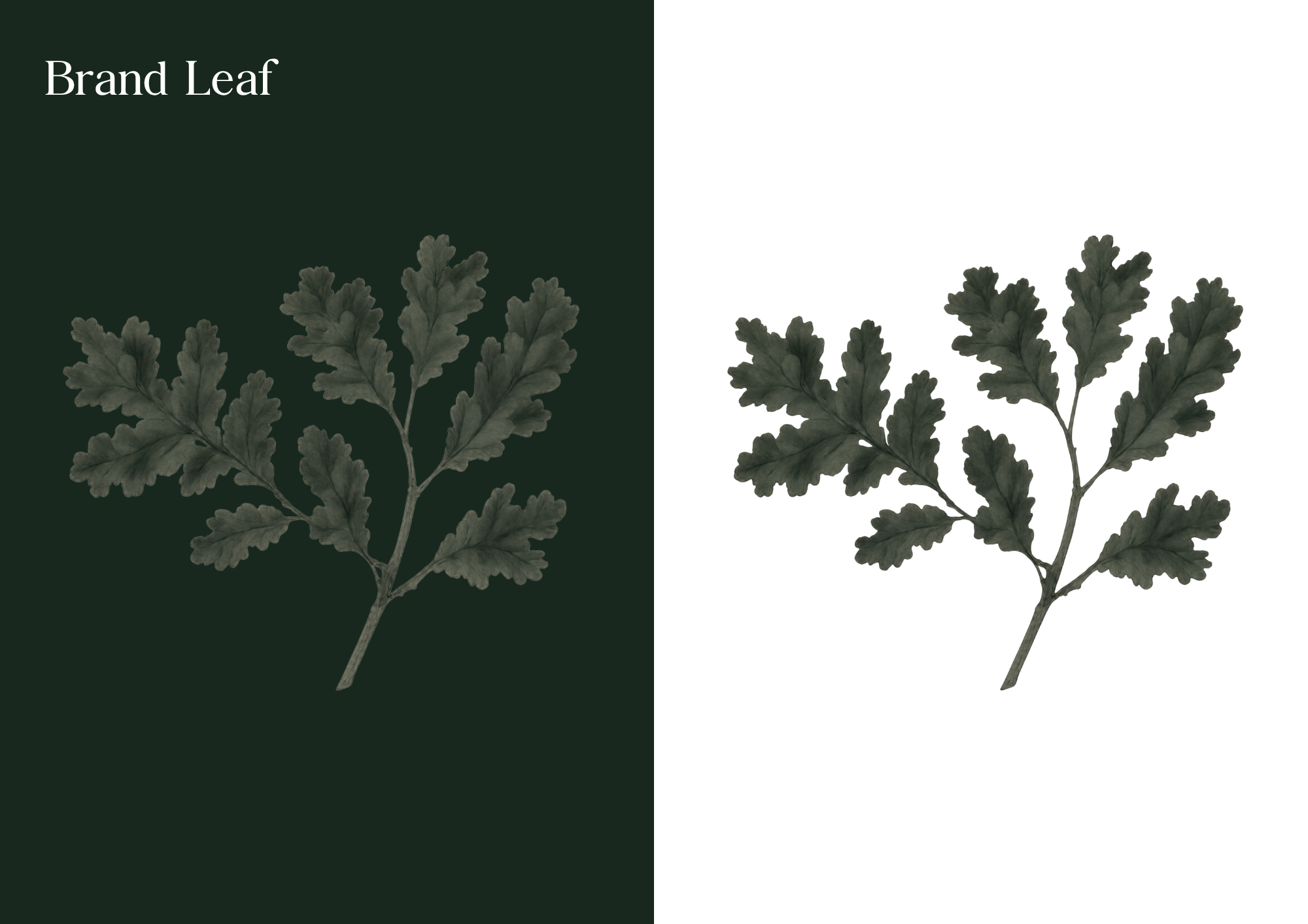 OAK brand oak leaf on green and on white