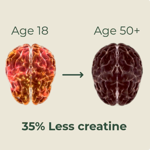Age 18 vs Age 50+ — 35% less creatine