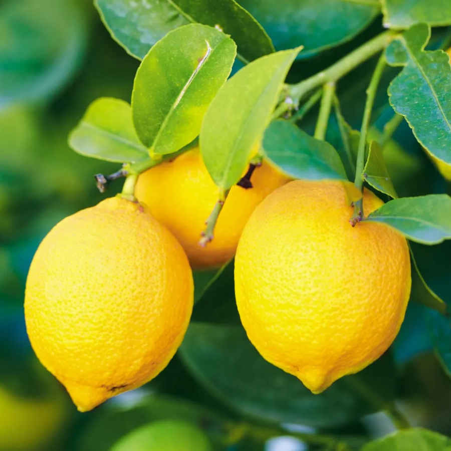 Lemons on the tree